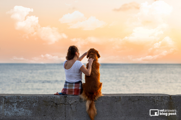 Carcinomatosis in Dogs: Exploring Treatment Options During Tough Times